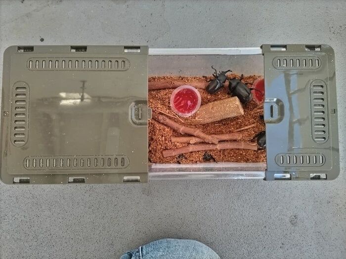 全部【100均】で揃う!!カブトムシ飼育グッズ