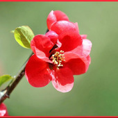 初心者でも簡単にボケを育てる方法「木瓜/Japanese quince」