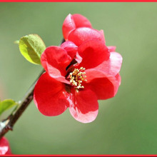 初心者でも簡単にボケを育てる方法「木瓜/Japanese quince」