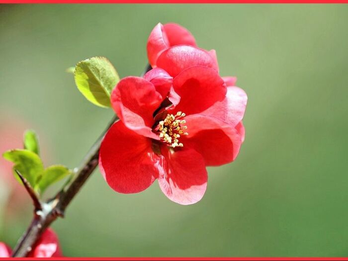 初心者でも簡単にボケを育てる方法「木瓜/Japanese quince」