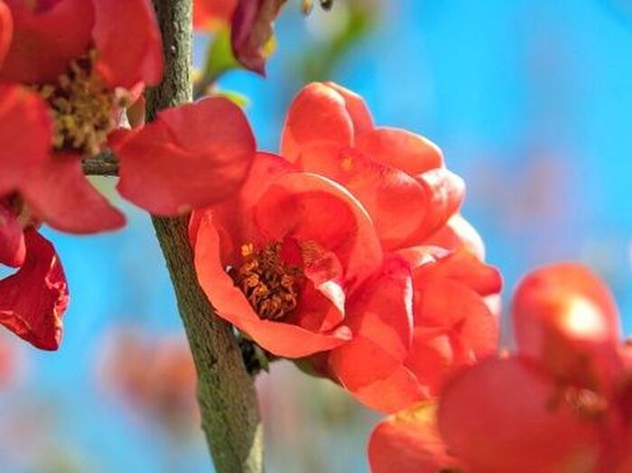 ボケの花言葉