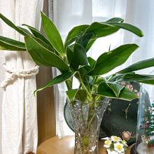 花束に隠れてるかもしれない観葉植物スノーホワイトファンシー