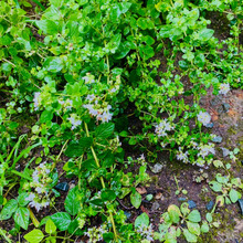薬剤なしで解決!蚊除けには天然ハーブがオススメ