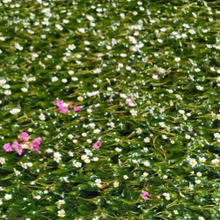 清らかな水の中で咲く梅花藻(ばいかも)を求めて中山道・醒ケ井(さめがい)へ