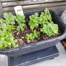 簡単に増やせるアロマティカスで蚊よけ!プチッと楽しむベランダの爽やかなガーデニング♪