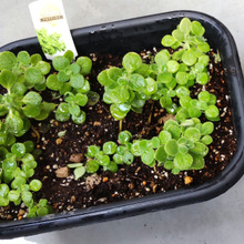 夏だ!園芸していても、一瞬で掃除がラクになるコツ♡置くだけ!綺麗サッパリ!を保つ掃除術!