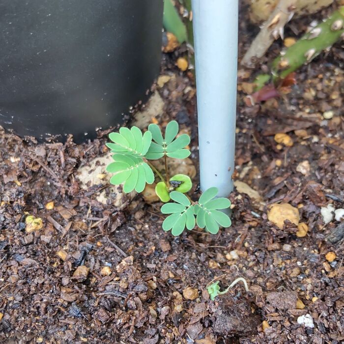 【可愛いけど棘&毒あり】夏にニョキっと顔出した可愛い赤ちゃん植物!3秒ですぐに何の植物か分かった~♪