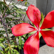 【8月の雑草化した植物】狂い咲きのように咲きまくる♡驚きの成長をとげている、赤い花~!