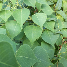 【8月 道端の有毒雑草】夏休みの街中で異常に元気な雑草ー!花言葉は素敵なんだけど、お子様注意!