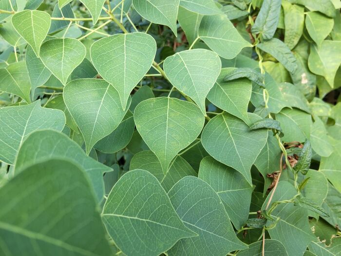 【8月 道端の有毒雑草】夏休みの街中で異常に元気な雑草ー!花言葉は素敵なんだけど、お子様注意!