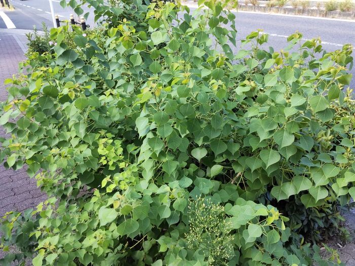 ナンキンハゼの花言葉は「真心」「心が通じる」。