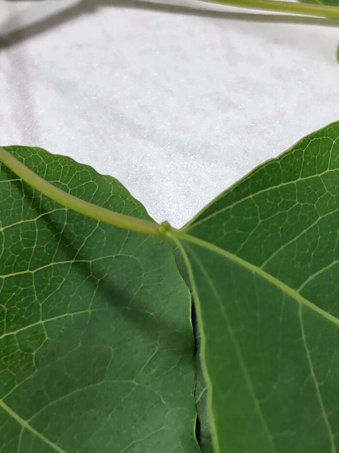 葉身の付け根には、いぼ状の蜜腺が2つあります。
