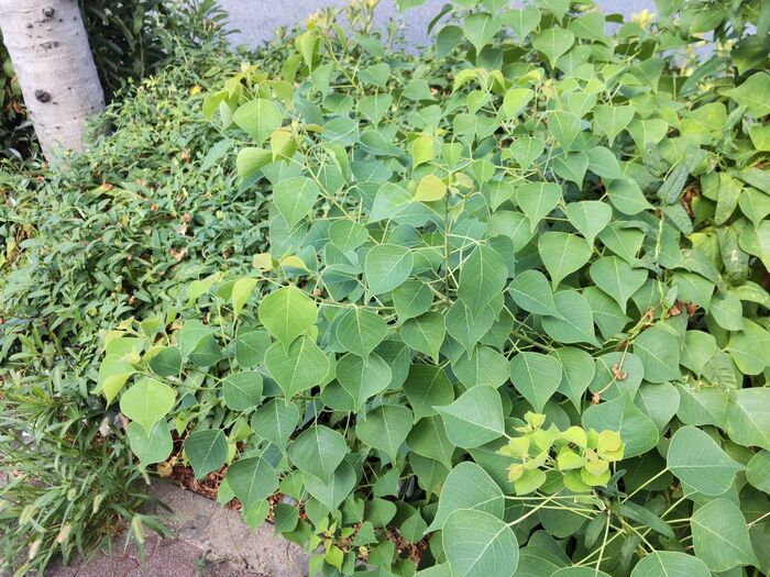 この植物は「ナンキンハゼ(南京櫨)」です。別名、「トウハゼ」「カンテラギ」。