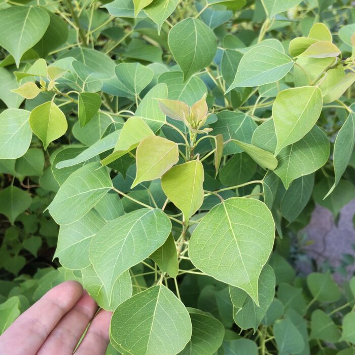 よく夏場に見かける雑草ですが、樹高は8~15mになる木らしい!