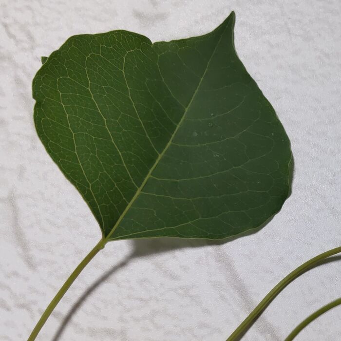 葉に触れると、かぶれるの?