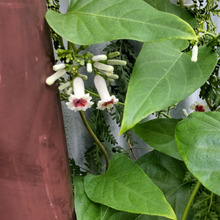 スッキリさせたことを思い出させるお花♡アメーバのように増殖した「屁糞葛」の駆除方法~!