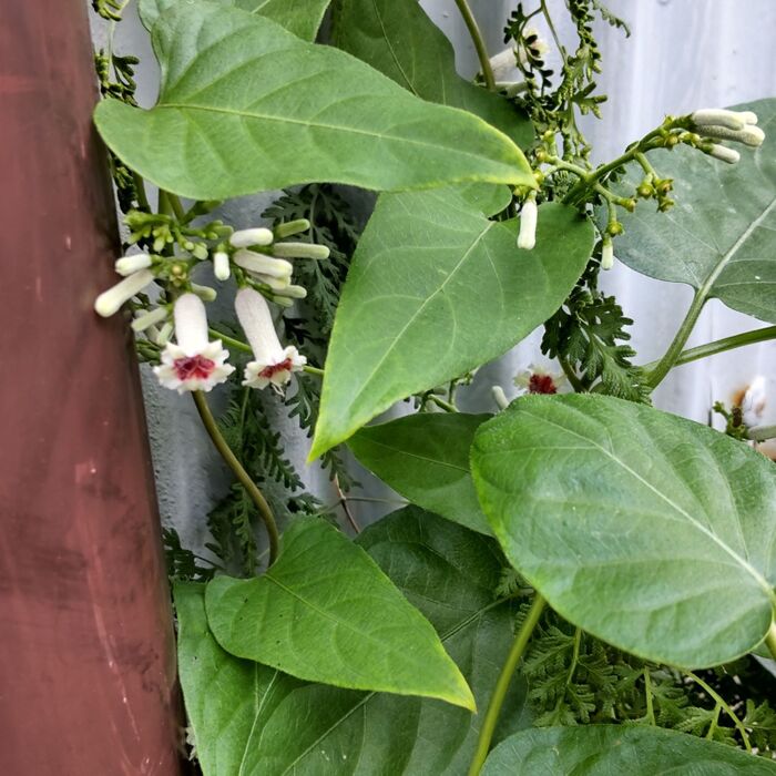この植物は「ヘクソカズラ(屁糞葛)」です