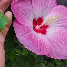 ギャー!ゾロゾロと来る!「女王アリ」も?蟻の悩みに効果あり!引っ越し中の蟻を巣ごと退治でスッキリ!