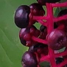 【8月の道端の有毒植物】この1粒は悪魔の実?新たな危険を発見?震災時の避難場所にあったら駆除して!