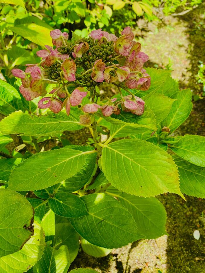 紫陽花の剪定時期は花が色褪せた頃がオススメ!