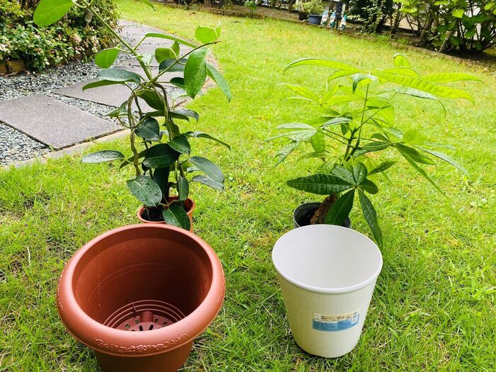 鉢替えついでに根詰まり対策