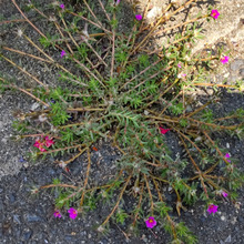 可愛い花!『姫』が名につく毛深い雑草!♡今年見た、酷暑にも負けない『力強い』ヒメマツバボタン!