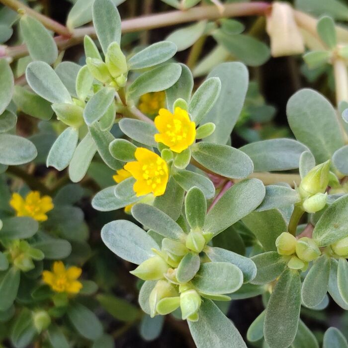 災害時に役に立つ!実はスーパーフードな雑草♡酷暑の中、珍しく満開な『スベリヒユ』!