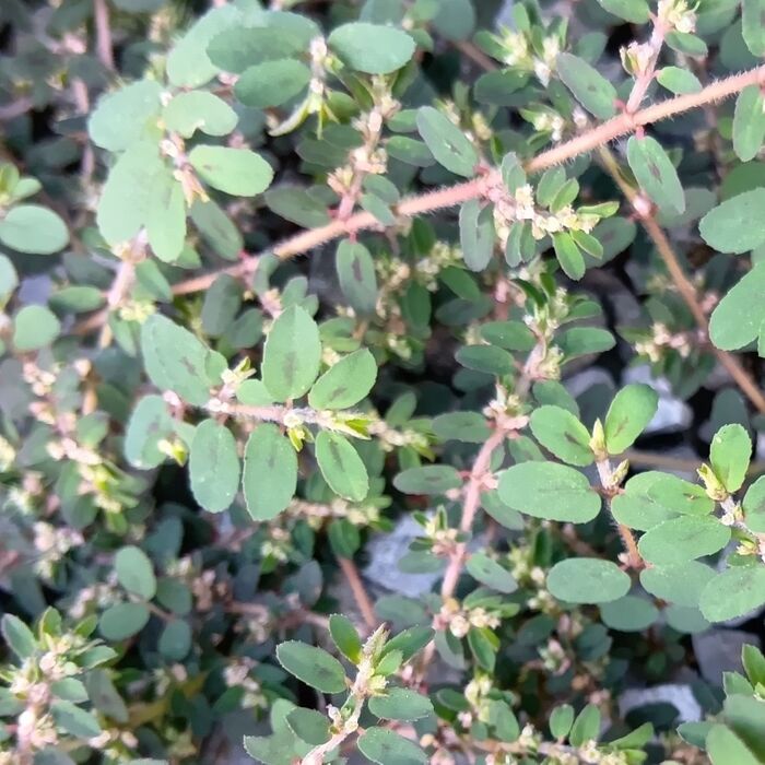 コ二シキソウ(小錦草)の目印は、葉には暗紫色の斑紋があります。