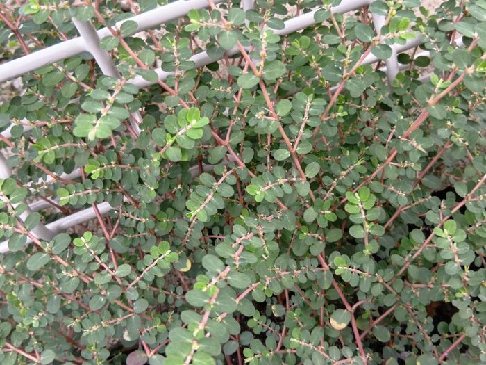 確実に言えるのは、この植物がコニシキソウの近縁種であるということです。