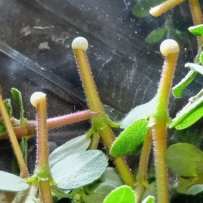 凄いでしょ~!このように白い液体が茎から出てくる植物って、有毒なものが多いですよ~!