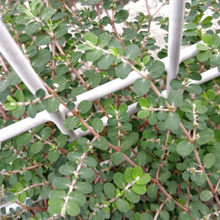 【9月の道端】お子様注意!この美しい雑草も「コ二シキソウ」?カットすると白い有毒な乳液が出てくる?