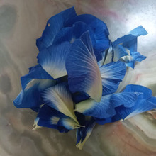 【今日の研究】sucre de pois papillon(バタフライピーの砂糖)