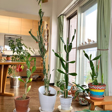 ダイソーのうちわサボテン8年育てたらこんなことに〜!