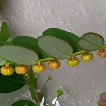 【10月道端の雑草】可愛い!極小みかんが並んでるみたいな不思議な雑草!でも、あの毒草似!毒みかん?