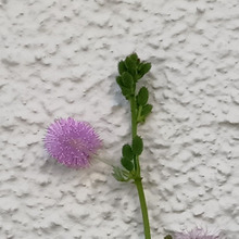 お子様注意!おいしそうな種でも食べちゃダメ!「オジギソウ」の花は可愛いけど「種」がめちゃ面白い!
