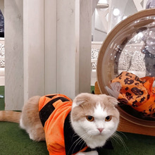 猫とハロウィンを満喫!子供も喜ぶ!神戸の素敵な一日プランに猫カフェをプラスしてみては?