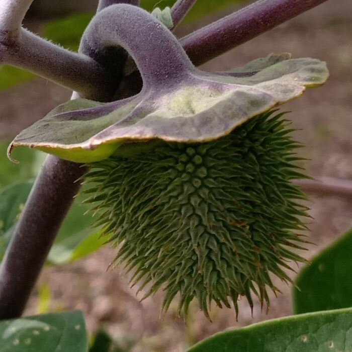 『果実(種)は特に猛毒』です。