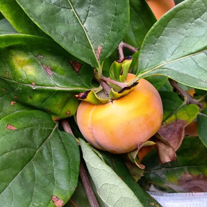 花期は初夏(5~6月)で、果期は秋から初冬にかけて(9~12月)です。