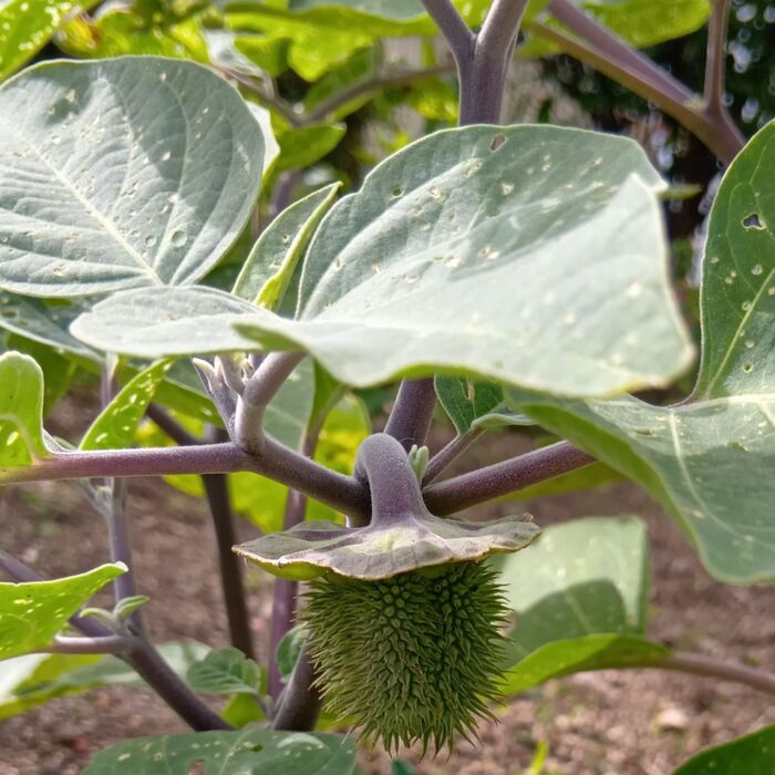こちらは、花後の刺のある朔果(さくか→)果実です。初めて見ました!白い花は清楚だったのに、果実はとてもグロテスクですね!