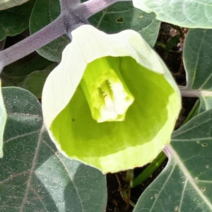 これは、花が落ちた後かな?