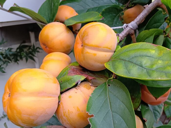 「実が自然に落ちていく」特徴が、デメリットになることも!