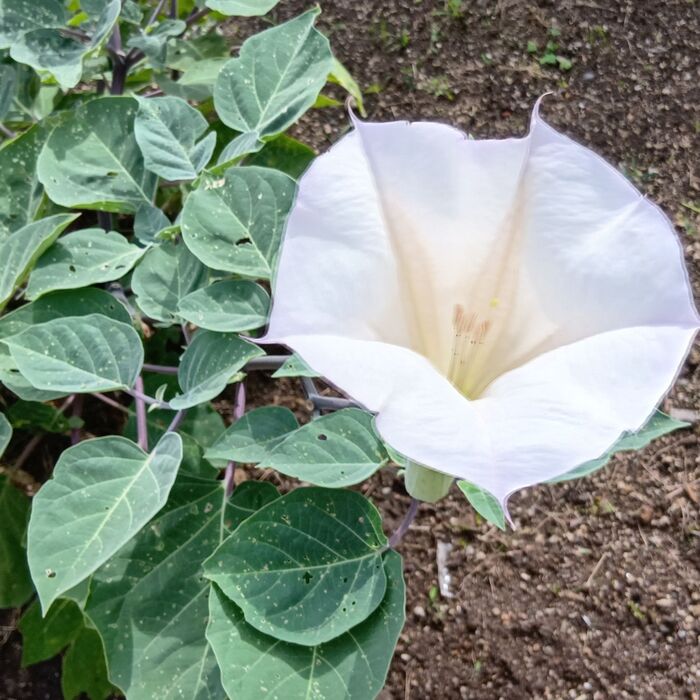 【10月の道端】猛毒!花言葉は「死へのトランペット」お子様注意!危険な「ダチュラ」の果実の罠!