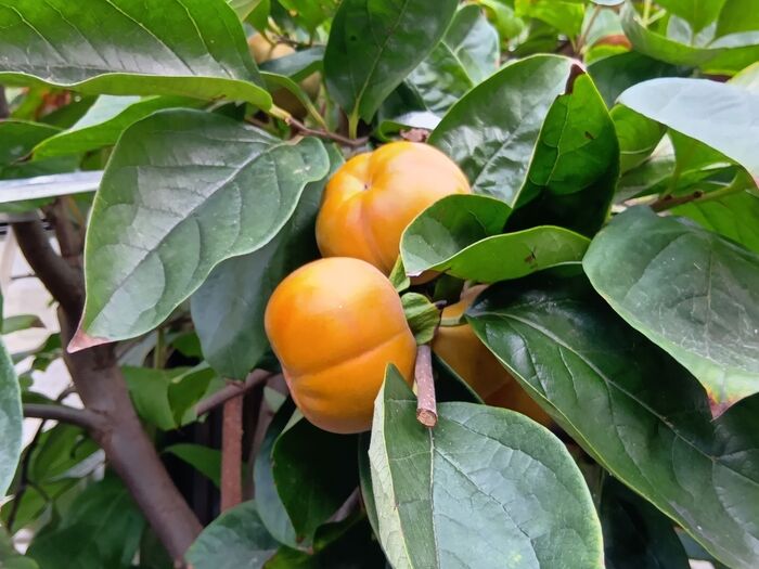 大木にもなる柿の木!