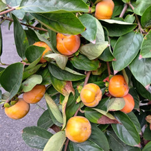 【10月の道端】街中で出くわしたびっくり柿!柿の実の不思議&花言葉がなんだか恐ろしい件!