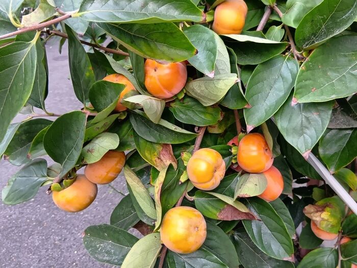 【10月の道端】街中で出くわしたびっくり柿!柿の実の不思議&花言葉がなんだか恐ろしい件!