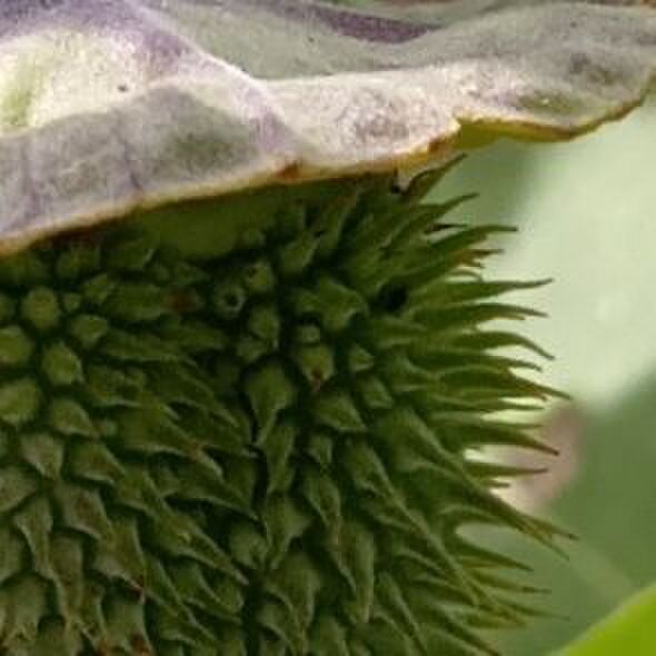 ハロウィンの時期らしい『おばけチック』な見た目です!