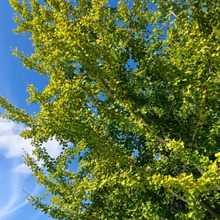 【10月】悲報を呼ばないために!銀杏注意報!もしも、駐車場に銀杏が落ちていたら?