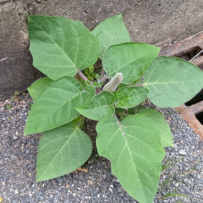 【10月道端の超危険毒草】びっくりした雑草!この風変わりな「蕾」は、見覚えがある!