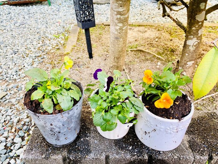 カメムシ発生回避!これでお花も楽しめる