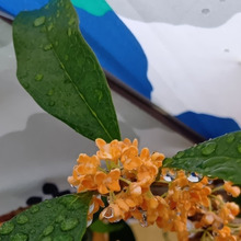 秋の訪れの香り♪花言葉は怖い?実は注意も必要な「キンモクセイ」!植えてはいけない理由とは?